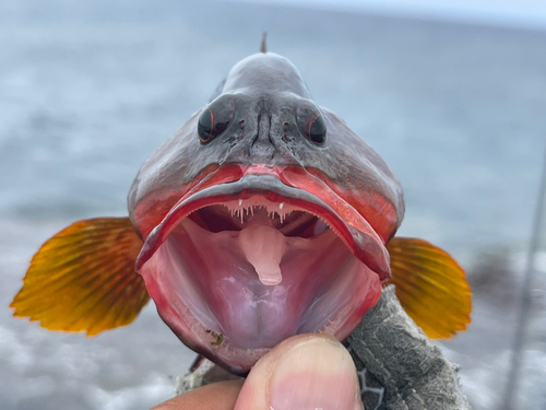 ニジハタの釣果