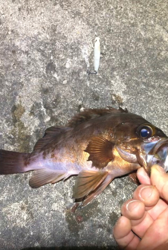 メバルの釣果