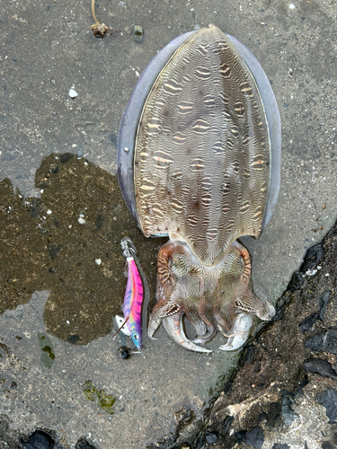 モンゴウイカの釣果