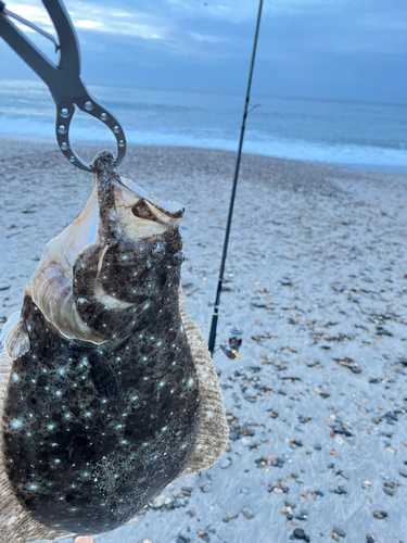 ヒラメの釣果