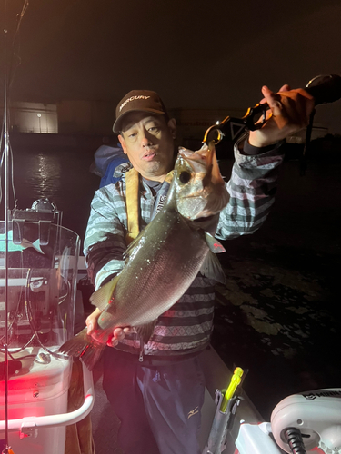 ヒラスズキの釣果