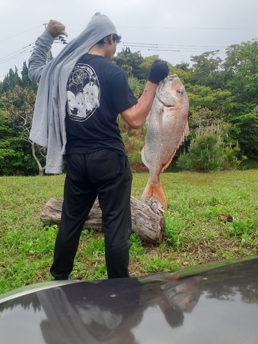 マダイの釣果