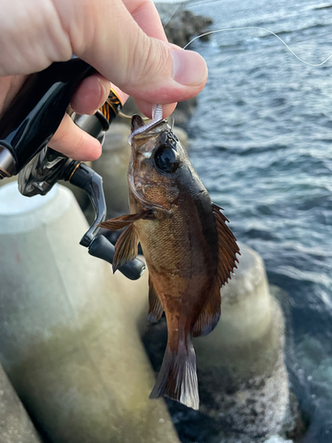 メバルの釣果