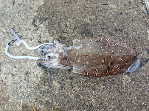 モンゴウイカの釣果