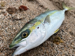 ツバイソの釣果