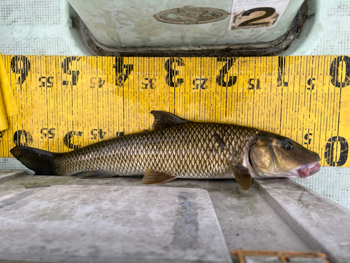 ニゴイの釣果