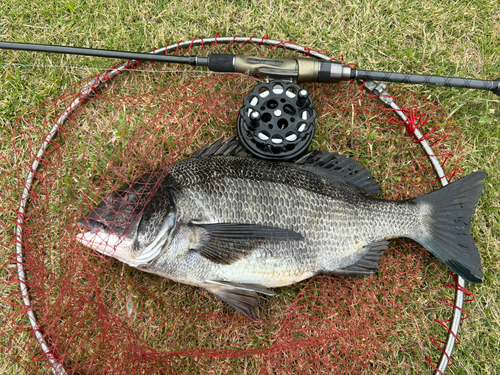 チヌの釣果