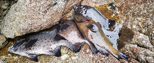 イシガキダイの釣果