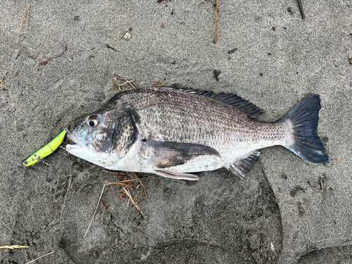 遠州灘で釣れたクロダイの釣り・釣果情報 - アングラーズ | 釣果500万 