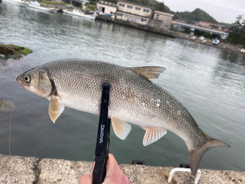 ウグイの釣果