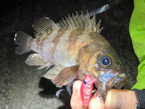 メバルの釣果