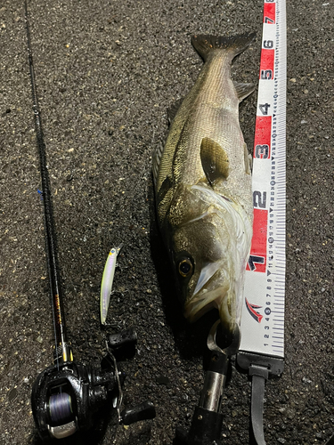 シーバスの釣果