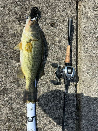 ブラックバスの釣果