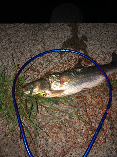 マルタウグイの釣果