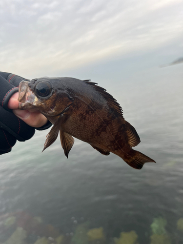 メバルの釣果