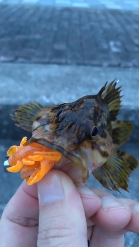 タケノコメバルの釣果