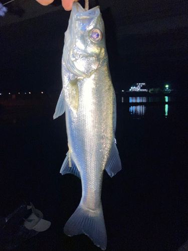 セイゴ（マルスズキ）の釣果