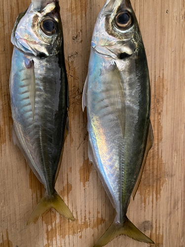 アジの釣果