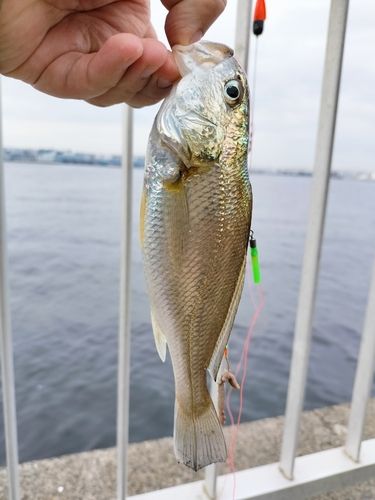 イシモチの釣果