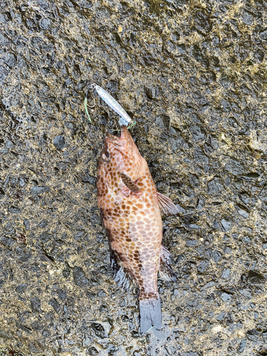 オオモンハタの釣果