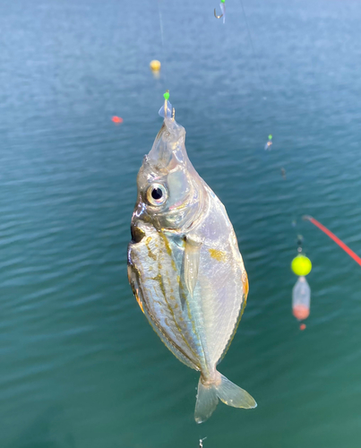 ヒイラギの釣果