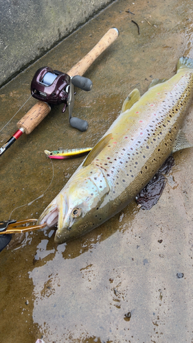 ブラウントラウトの釣果