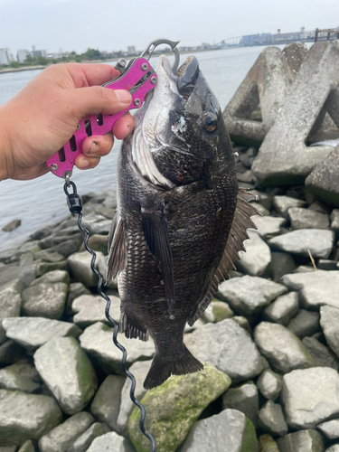 チヌの釣果