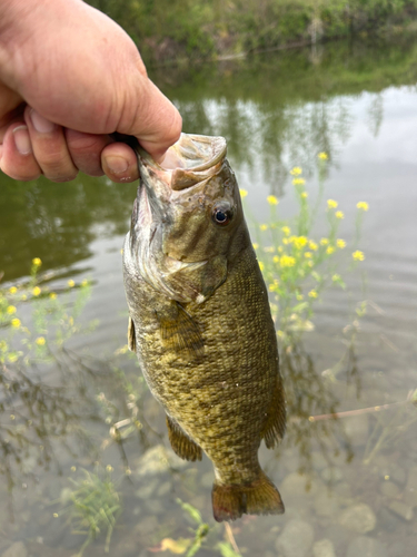 スモールマウスバスの釣果