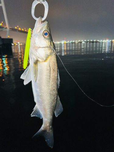 シーバスの釣果