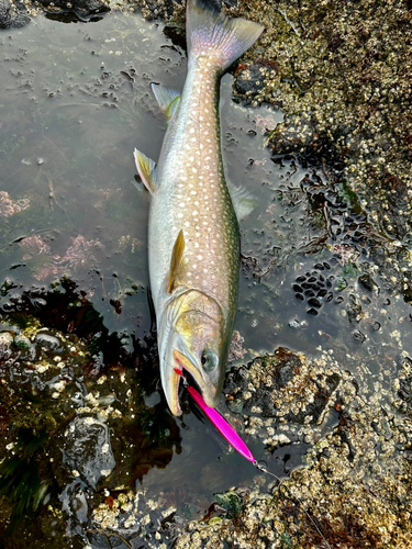 アメマスの釣果