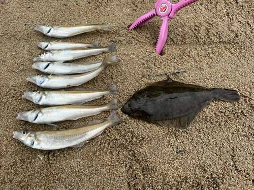 キスの釣果