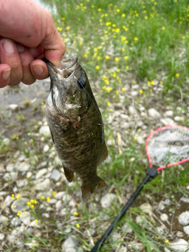 スモールマウスバスの釣果