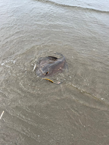 アカエイの釣果