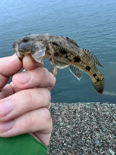 ハゼの釣果