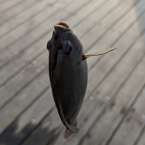 メジナの釣果