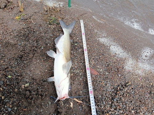 アメリカナマズの釣果