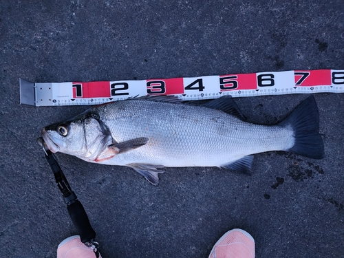 ヒラスズキの釣果