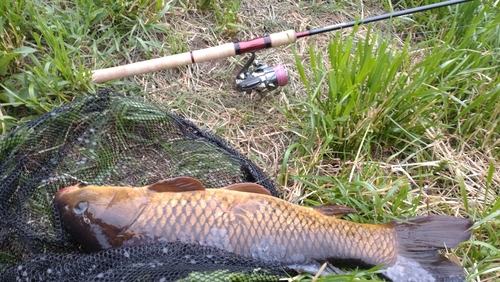 コイの釣果