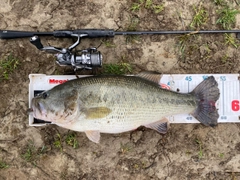 ラージマウスバスの釣果