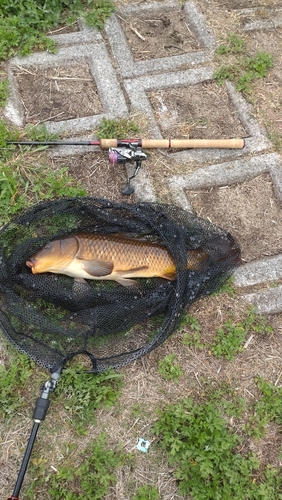 コイの釣果