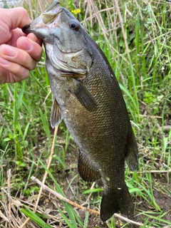 スモールマウスバスの釣果