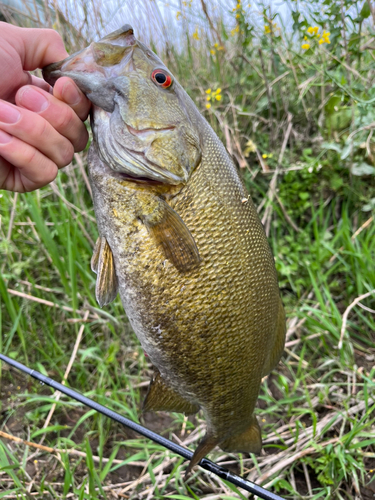 スモールマウスバスの釣果