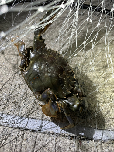 ガザミの釣果