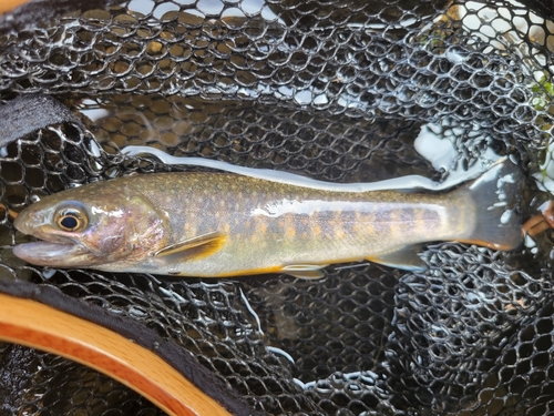 イワナの釣果