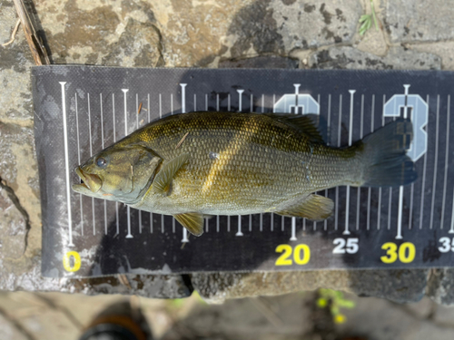 スモールマウスバスの釣果