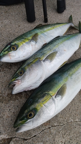 ツバイソの釣果