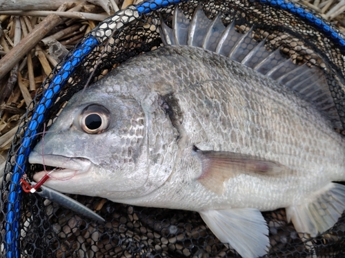 キビレの釣果