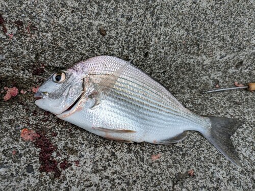 ヘダイの釣果