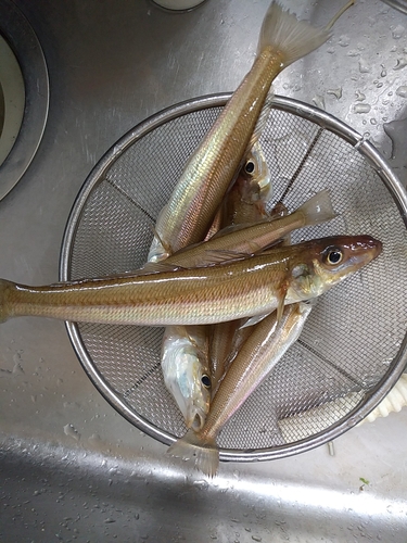 シロギスの釣果