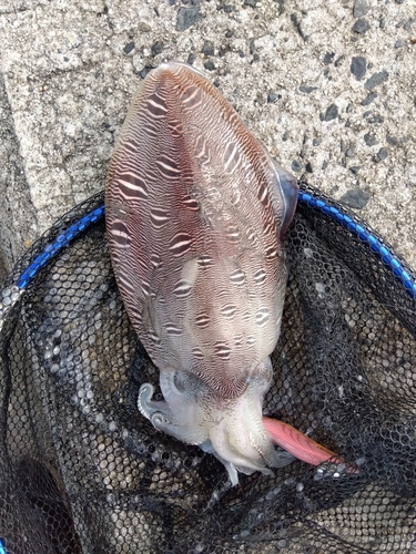 モンゴウイカの釣果